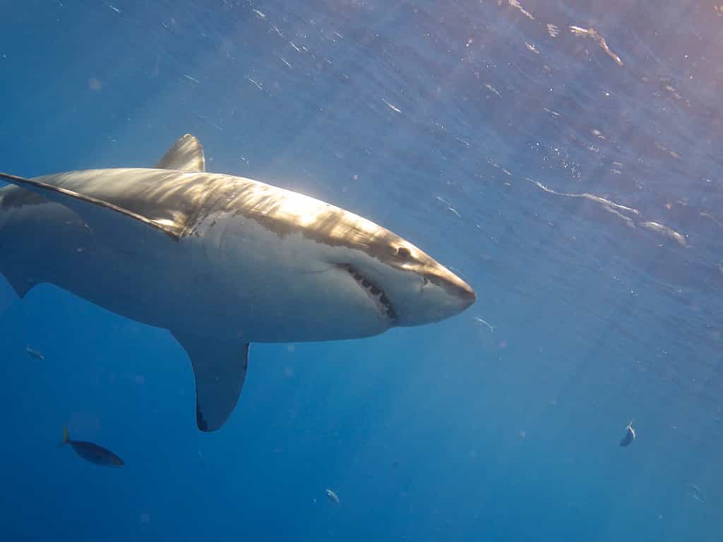Le requin plus dangereux à cause du réchauffement de l’océan ? © Elias Levy, Flickr