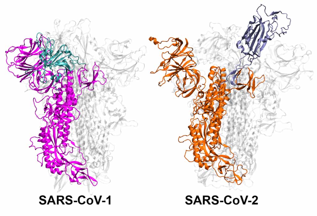 Représentation des structures protéiques du SARS-CoV-1 et du SARS-Cov-2. © Mahmoud Moradi
