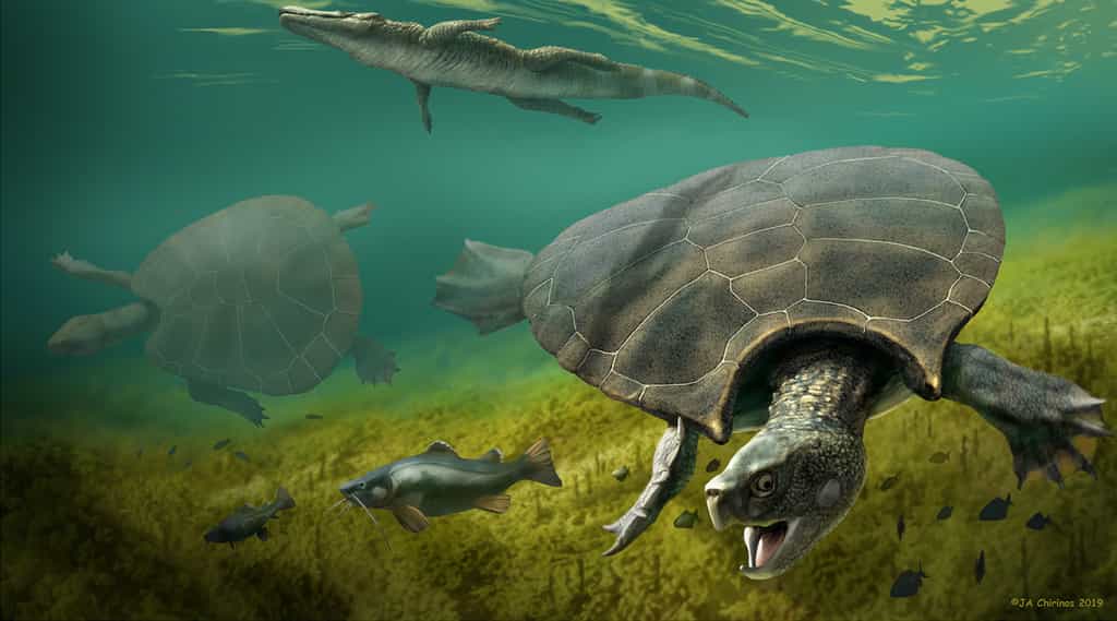 Stupendemys geographicus est la plus grosse tortue ayant jamais existé sur Terre. © JA Chirinos 2019
