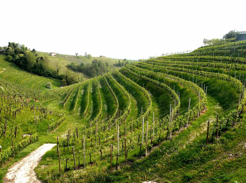 Les vignobles du prosecco entraînent une dégradation des sols alarmante en Italie. © Saverio Sartori, Flickr.jpg