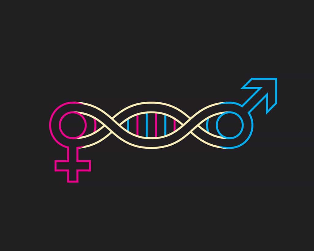 Les gènes s’expriment de façon plus ou moins importante chez les hommes et chez les femmes. © igor kisselev, Adobe Stock