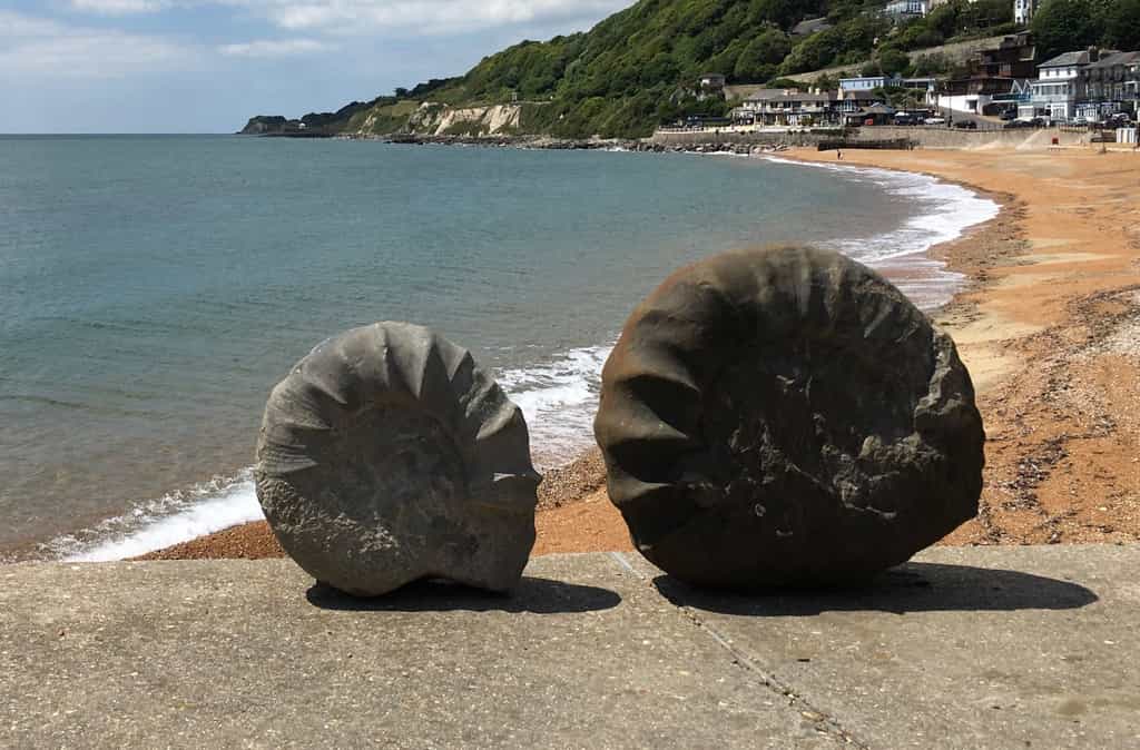 De nombreuses ammonites ont été découvertes sur l’île de Wight. © Wight Coast Fossils, Facebook