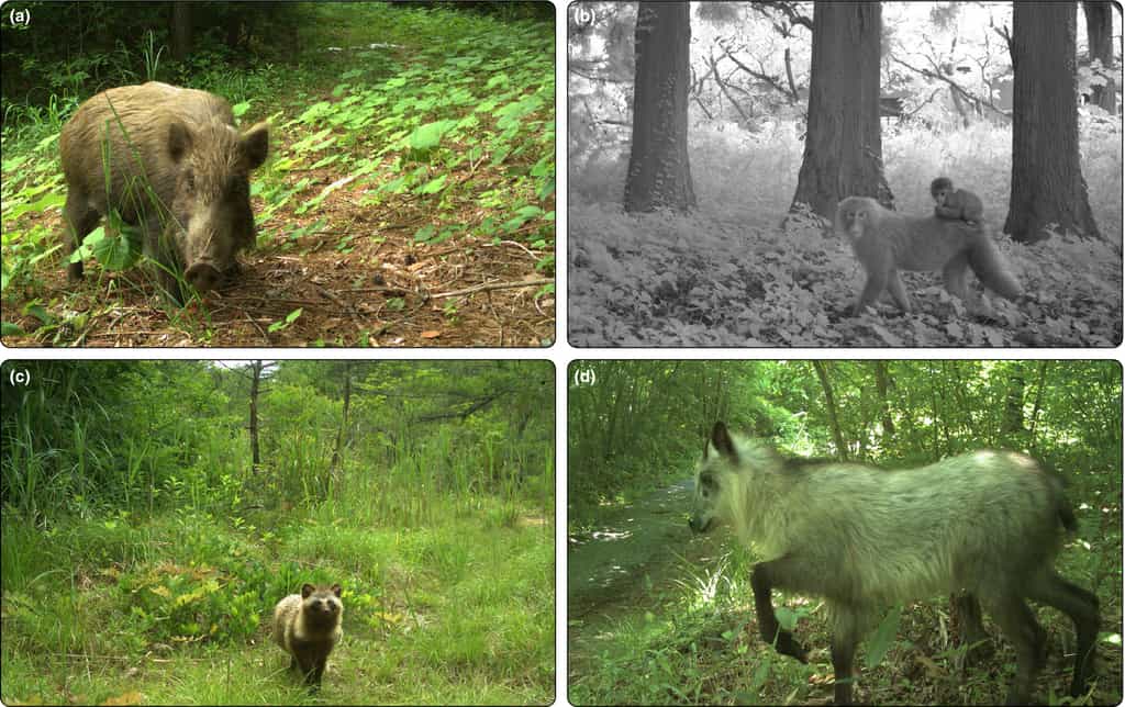 Les images des caméras montrent la présence d’une faune sauvage abondante et diversifiée dans les zones désertées après la catastrophe de Fukushima. © Front Ecol Environ, 2020