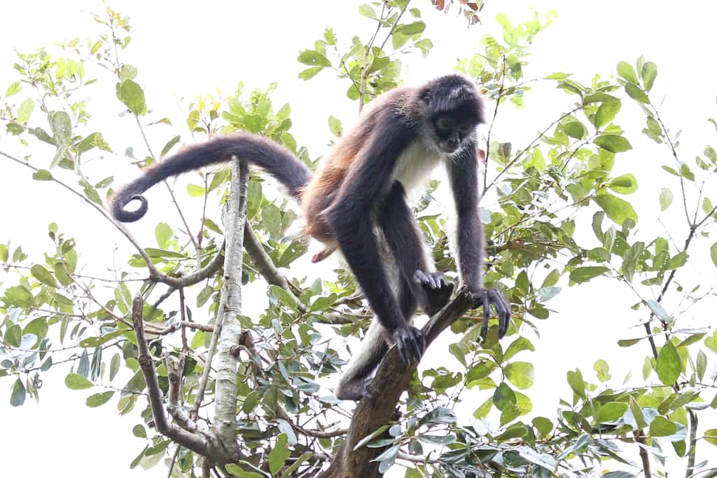 La plupart des singes, comme l’atèle de Geoffroy, ont conservé une queue. © Judy Gallagher, Flickr
