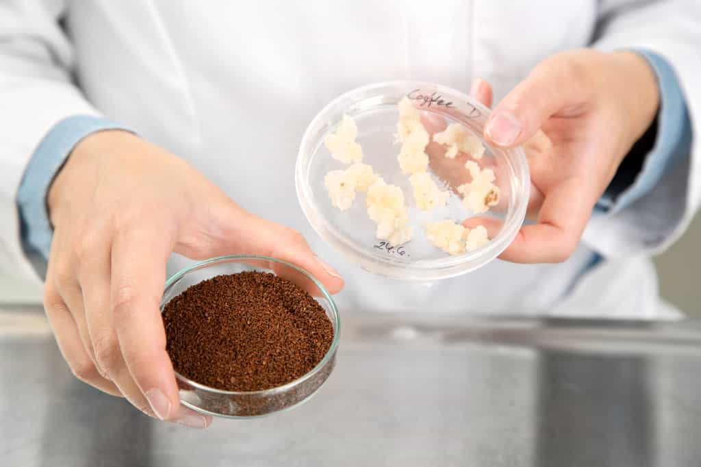 Le centre de recherche technique de Finlande (VTT) a produit sa première tasse de café à partir de cellules de café cultivées in vitro. © VTT