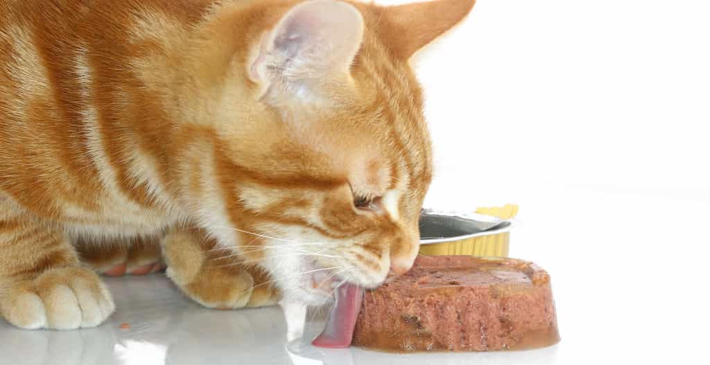 Les chats nourris une seule fois par jour ont un meilleur sentiment de satiété et parviennent mieux à réguler leur poids. © illustrez-vous, Adobe Stock