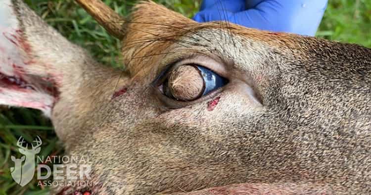Le cerf souffrait de dermoïde cornéen, où du tissu recouvert de poils se développe sur la cornée. © National Deer Association