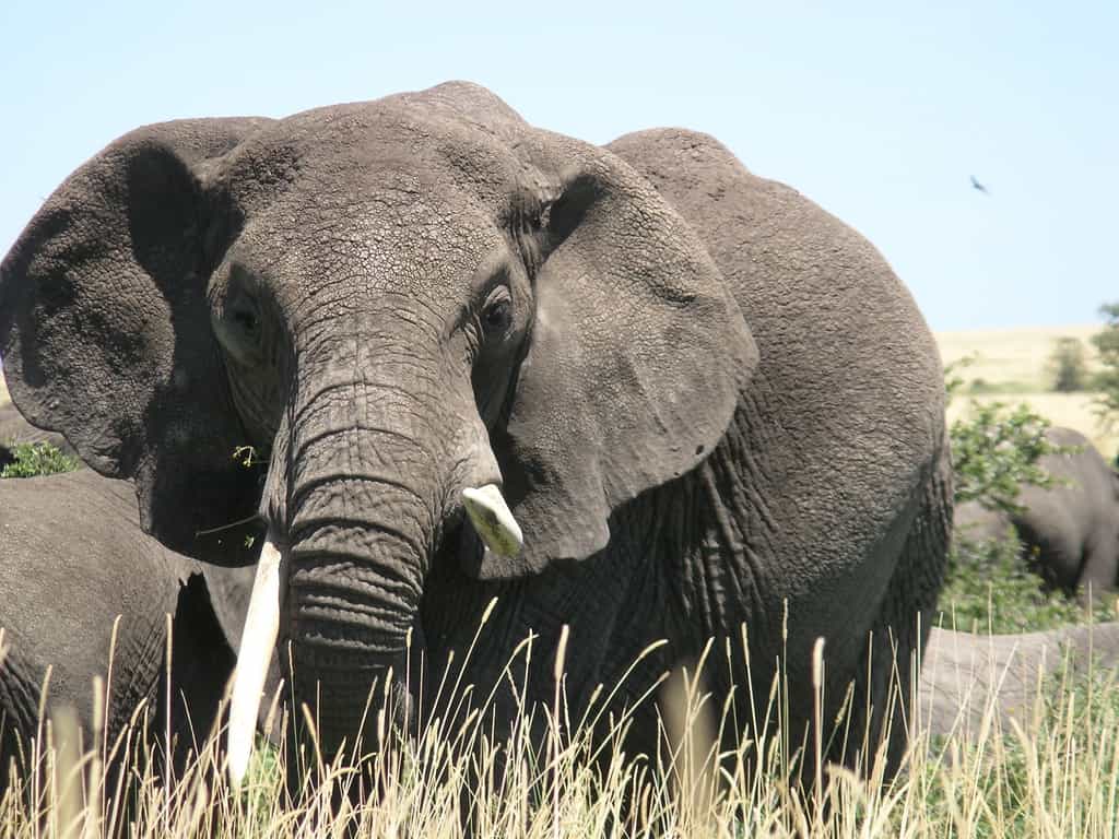 Les éléphants en captivité ne sont pas plus gras que ceux dans la nature. © martin_vmorris, Flickr
