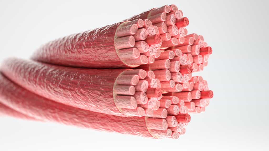 Les fibres musculaires, plus solides que le Kevlar. © Crevis, Adobe Stock