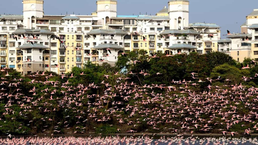 Des milliers de flamants roses ont investi les zones humides aux abords de Nerul, en Inde. © Zhan Gao, Twitter