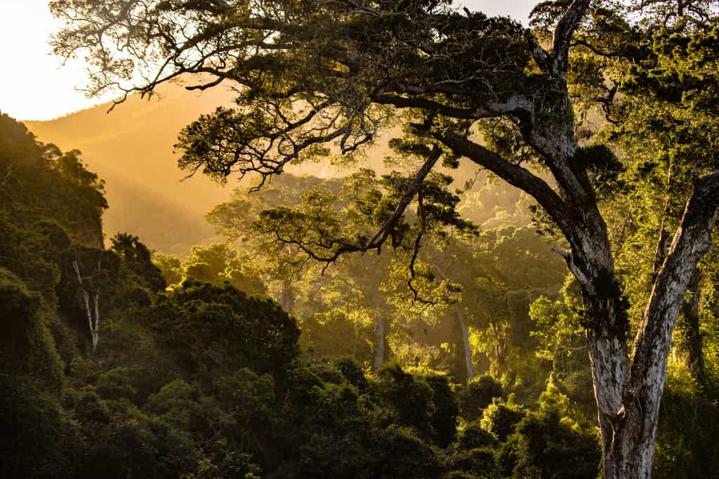 Forêt tropicale en Afrique. © redcharlie, Unsplash