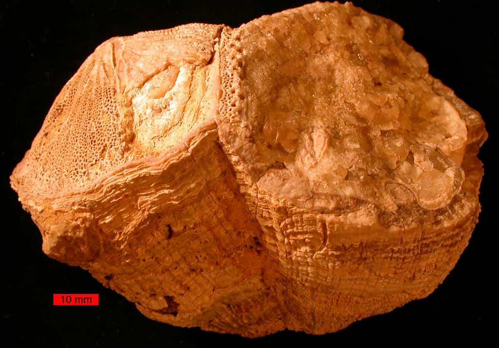 Un fossile de mollusque bivalve (Vaccinites) provenant d’Arabie Saoudite. © Wilson44691, Wikipedia