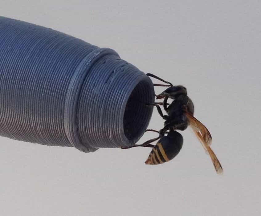 Les guêpes construisent leur nid dans les entrées des sondes qui servent à mesurer les flux d’air. © House et al. (2020) Plos One