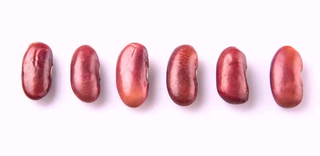 Les haricots secs ne peuvent pas faire office de sex-toy ! © akulamatiau, Adobe Stock