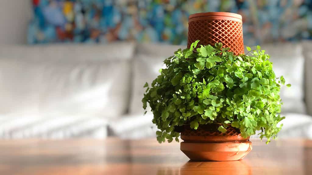 Le pot Terraplanter, fabriqué en structure micro poreuse, est adapté à la culture hydroponique de nombreuses plantes exotiques. © Terraplanter
