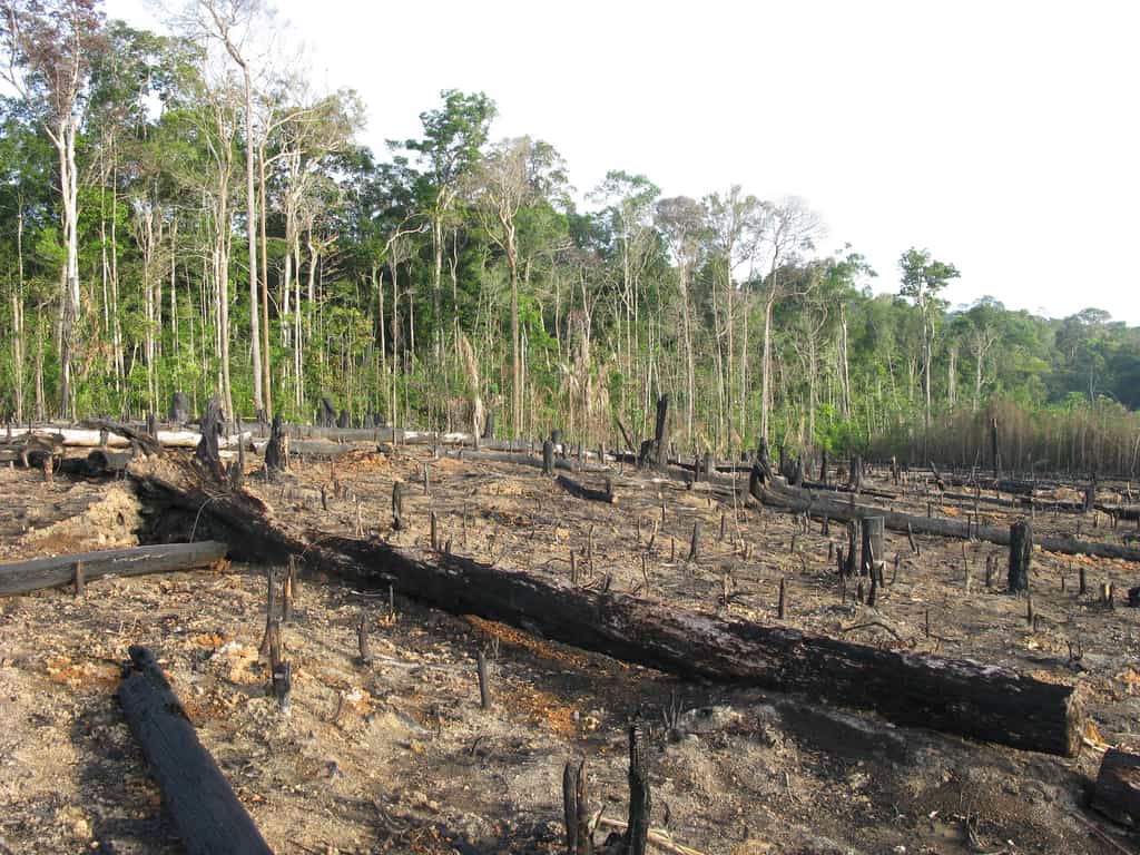 Cette année encore, la forêt amazonienne est ravagée par les incendies. © guentermanaus, Adobe Stock