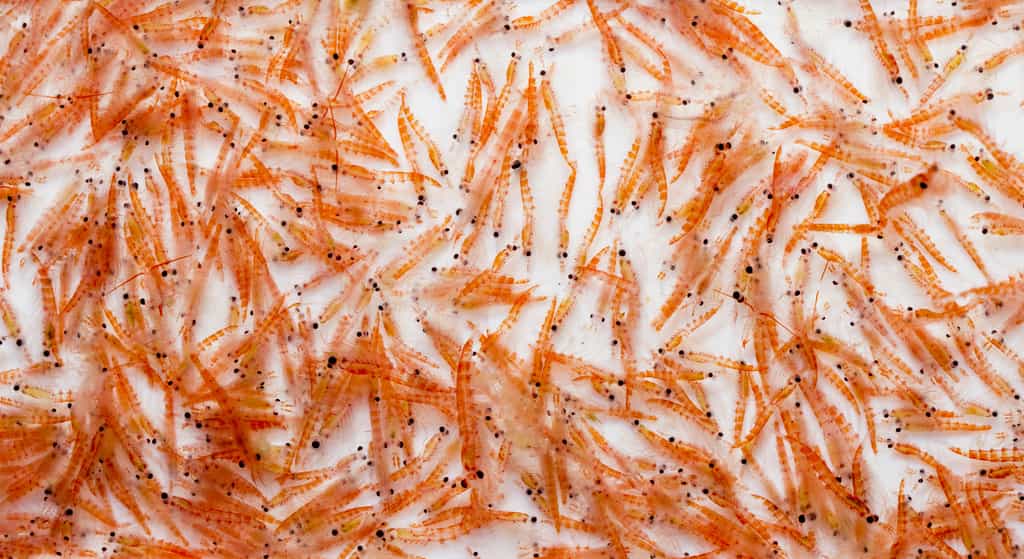 Le krill antarctique, l’une des espèces les plus abondantes sur Terre, migre dangereusement vers le sud. © IzzetNoyan, Fotolia