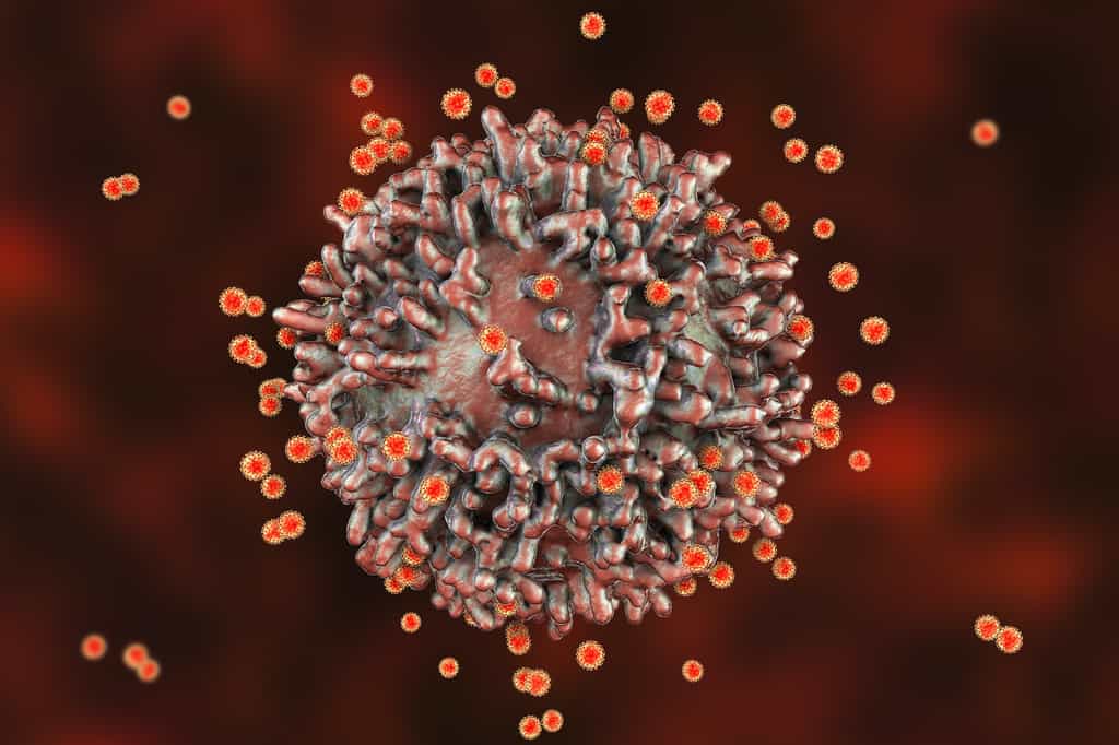 Les lymphocytes T formés lors de précédentes infections par d'autres coronavirus que le SARS-CoV-2 sont capables de reconnaître ce dernier et, limiteraient dans une certaine mesure l'infection. © Kateryna_Kon, Adobe Stock