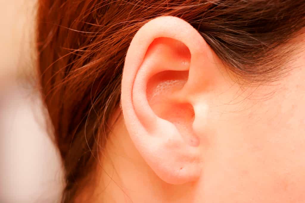 Les muscles autour de nos oreilles sont stimulés par le son. © AlexandreNunes, Adobe Stock