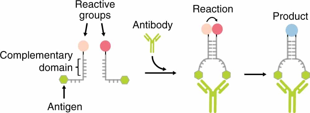 Deux oligonucléotides d'ADN complémentaires (en gris) sont conjugués chacun à une extrémité avec un groupe réactif (en rose) et, à l'autre extrémité, avec un antigène (en vert). À de faibles concentrations d'oligonucléotides, la formation de duplex n'est pas favorisée et la vitesse de réaction entre les deux groupes réactifs est négligeable. La liaison bivalente de l'anticorps spécifique aux deux oligonucléotides « rapproche » les oligonucléotides, ce qui augmente considérablement la vitesse de réaction entre les groupes réactifs. © Francesco Ricci et al., Nature Communications, 2020