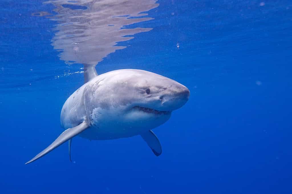 Le requin blanc n’hésite pas à s’attaquer à une baleine à bosse deux fois plus grosse que lui. © Elias Levy, Flickr