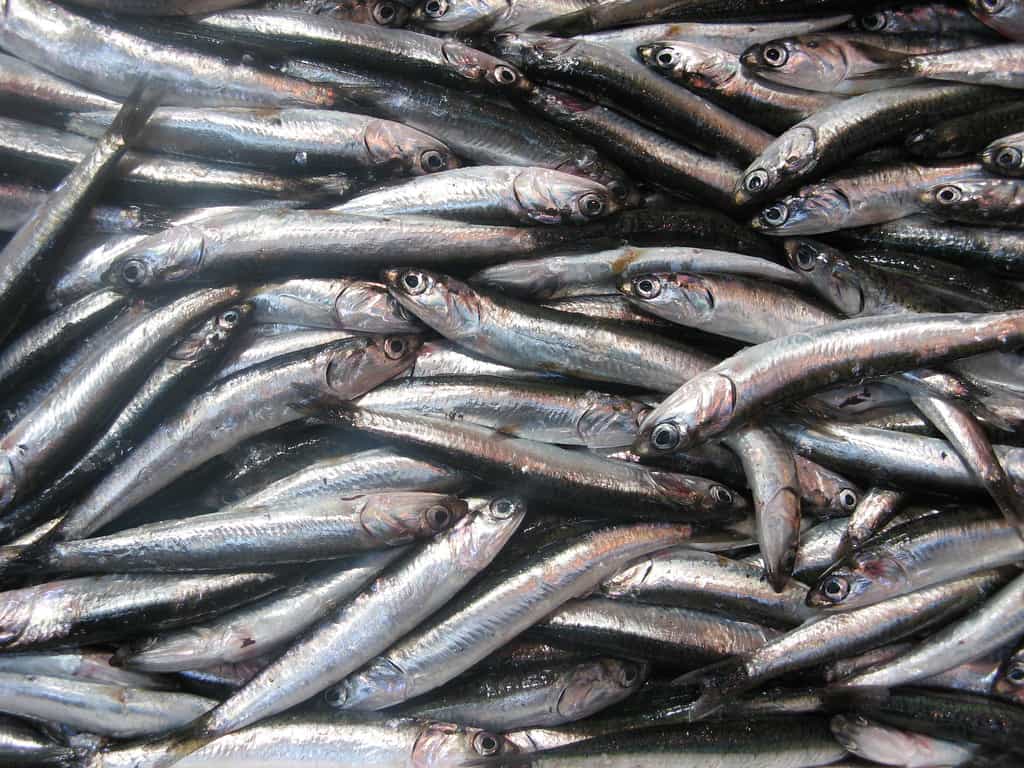 Les sardines sont de plus en plus petites. © Sara, Flickr