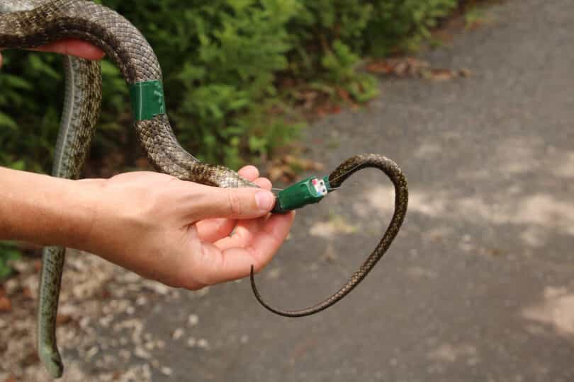 Les serpents ont été équipés d'émetteur GPS pour suivre leurs mouvements. © Hannah Gerke