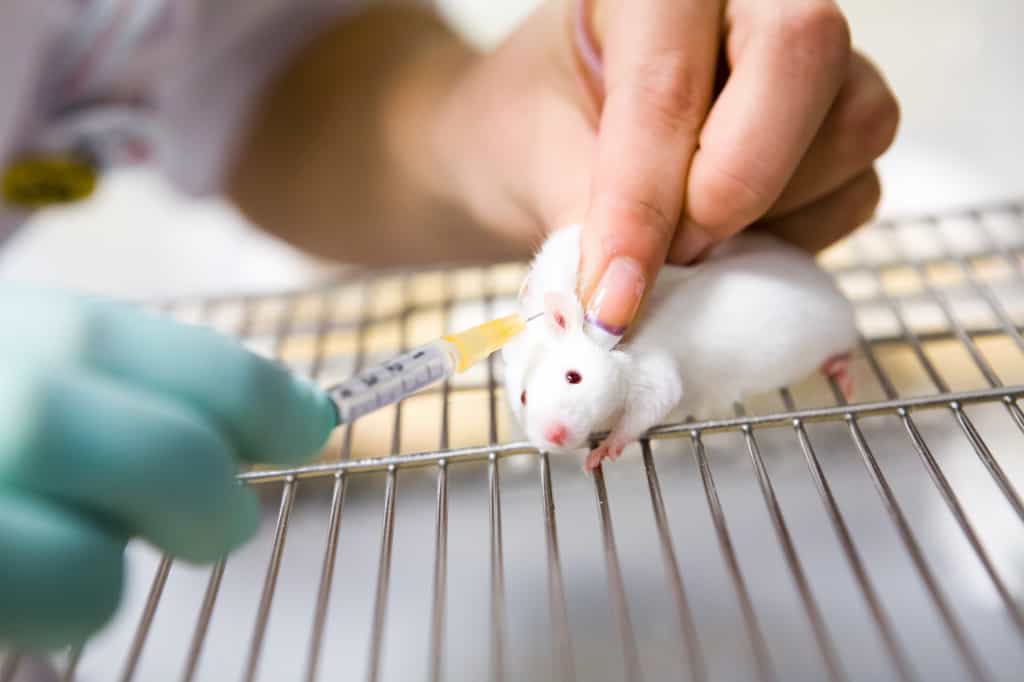 Les souris représentent 95 % à 99 % des animaux de laboratoire. © Vit Kovalcik, Adobe Stock