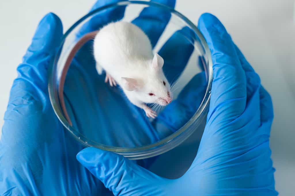 Des souris plus « humaines » pour tester des médicaments destinés à l’Homme. © filin174, Adobe Stock