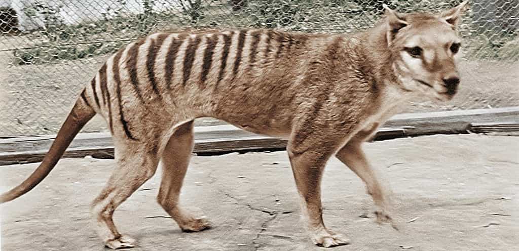 Benjamin, le dernier tigre de Tasmanie, s’est éteint le 7 septembre 1936 en captivité. © Composite Films, NFSA
