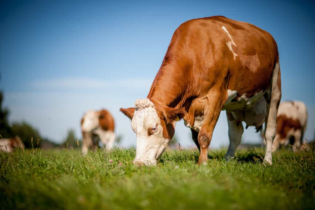 Les ruminants sont incapables de trier leur nourriture. © teamfoto, Adobe Stock