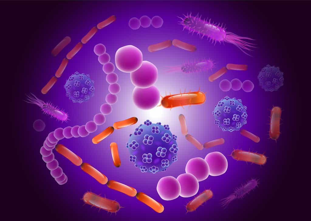 Le virome est l’ensemble des virus présents dans l’intestin. Il coexiste avec le microbiote, constitué des bactéries. © Iulia Ghimisli, Adobe Stock