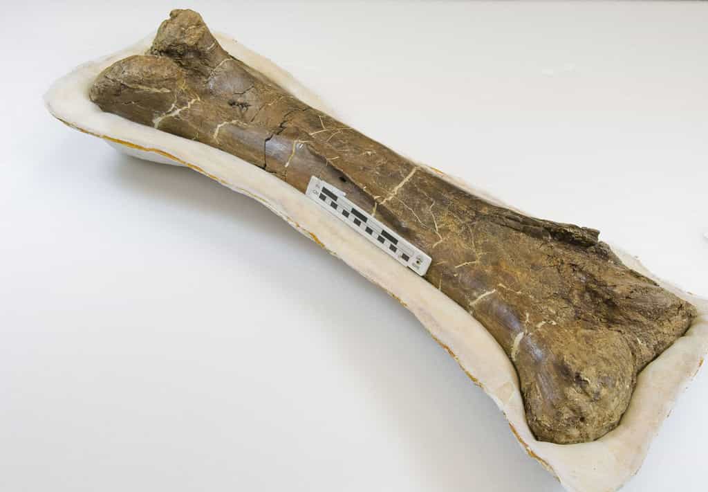 La taille du foramen du fémur donne une indication de l'activité d'un animal et permet donc de potentiellement déterminer si c'est un animal à sang chaud ou froid. Ici, la photo d'un fémur de Centrosaurus apertus, un dinosaure cératopsien. © Dr Donald Henderson, conservateur des Dinosaures du musée Royal Tyrrell de l'Alberta, Canada