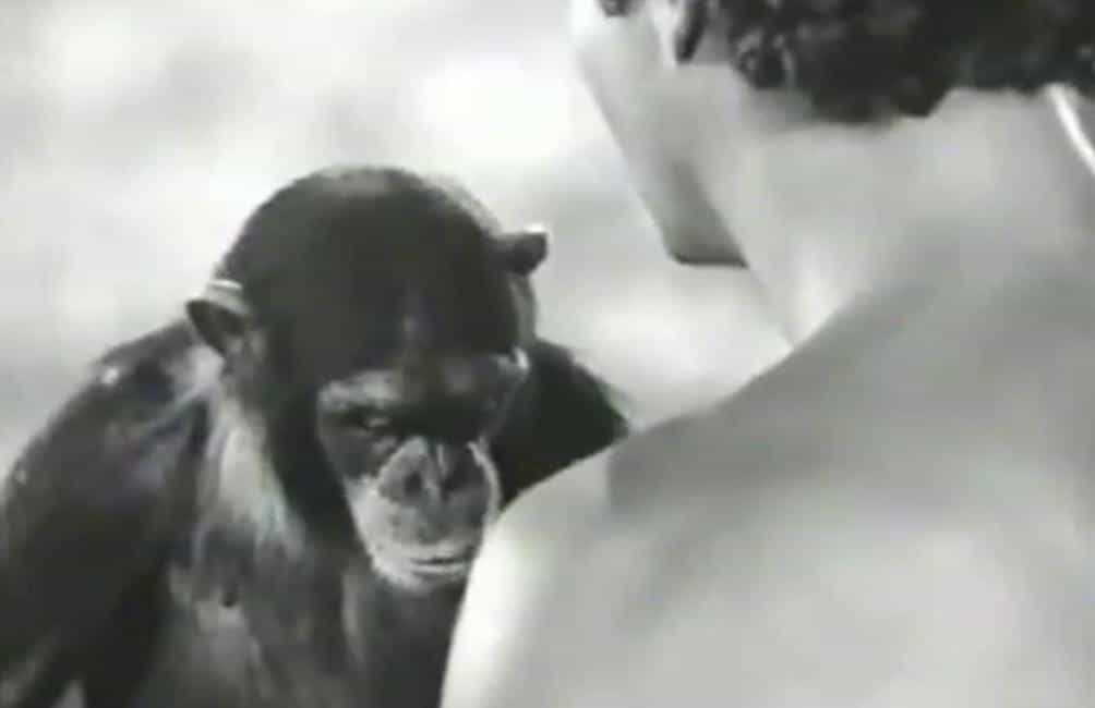 Le singe qui vient de mourir serait celui qu'on a pu voir à l'écran en 1934. Johnny Weissmuller, ici de dos, dans le rôle de Tarzan est mort en 1984, soit 27 ans avant son partenaire de jeu. Drôle de hasard : il avait lui aussi 79 ans. © Kewenego, YouTube