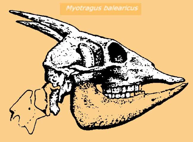 Crâne de Myotragus balearicus, une chèvre naine et à sang froid disparue il y a 3.000 ans. © Juan Costa CC-by-sa