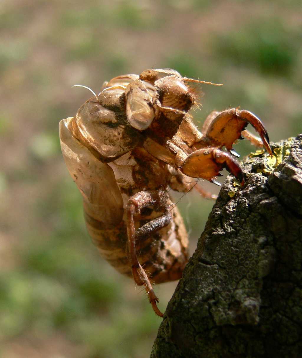 La famille des cigales comporte deux espèces en France, Lyriste plebejus (photo ci-dessus) et Cicada omi. © Jodelet Lépinay, Wikimedia Commons, cc by sa 2.5