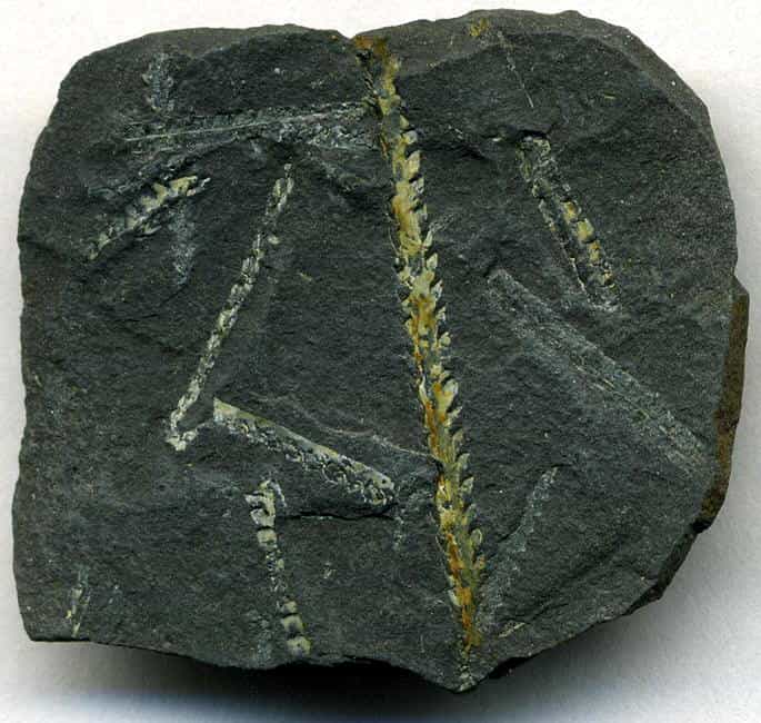Climacograptus wilsoni, des graptolites fossilisés dans un schiste noir. Les graptolites étaient des animaux marins vivant en colonies. Quelques espèces existent encore aujourd'hui, alors que l'on croyait ce groupe éteint. Crédit : James St. John