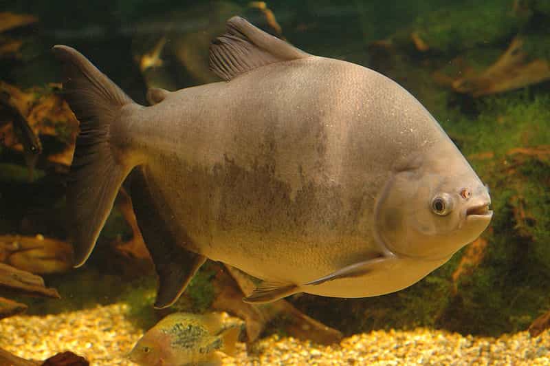 Le poisson géant Colossoma macropomum peut transporter les graines jusqu'à 5 kilomètres de distance par rapport à son point d'origine. © Tino Strauss, Wikimedia, CC by-sa 3.0
