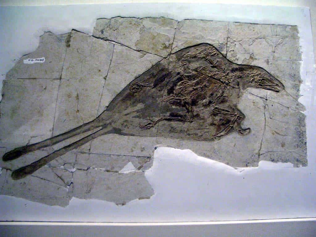 Confuciusornis sanctus&nbsp;est un oiseau qui vivait au&nbsp;Crétacé, soit entre -140 et -110&nbsp;millions d'années. Il possède un bec sans dents et se rapproche de l'archéoptéryx.&nbsp;© DR, GNU 1.2