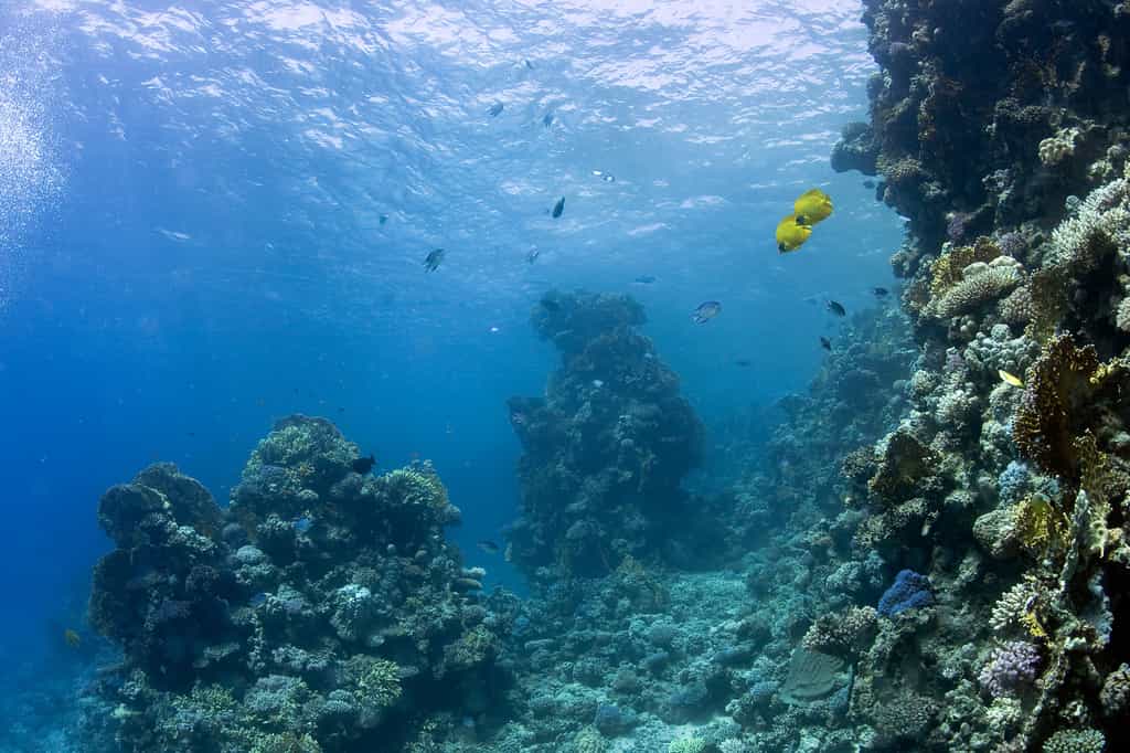 10% des récifs coralliens mondiaux vivent dans des eaux françaises. © DR