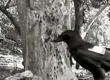 Ce corbeau calédonien pêche des larves dans le tronc d'un arbre mort à l'aide de son outil. © Université d’Oxford