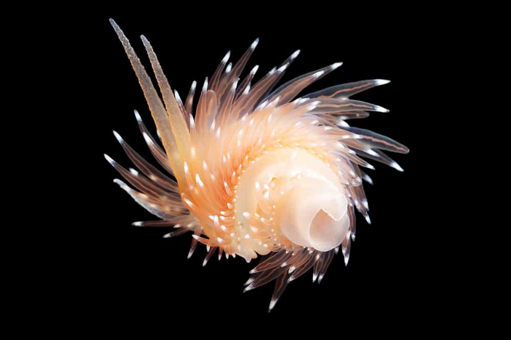  Cette flabelline Flabellina polaris est hermaphrodite. Elle possède les organes sexuels des deux sexes, mais elle ne peut pas s’autoféconder. © Alexander Semenov