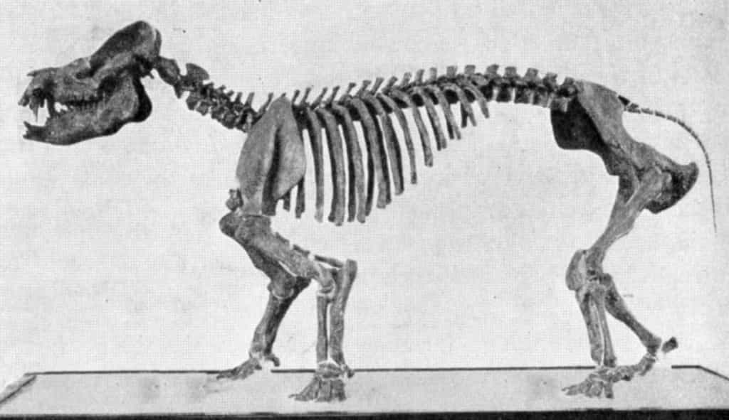 Squelette de coryphodon fossile, un mammifère du Paléocène. Source Commons