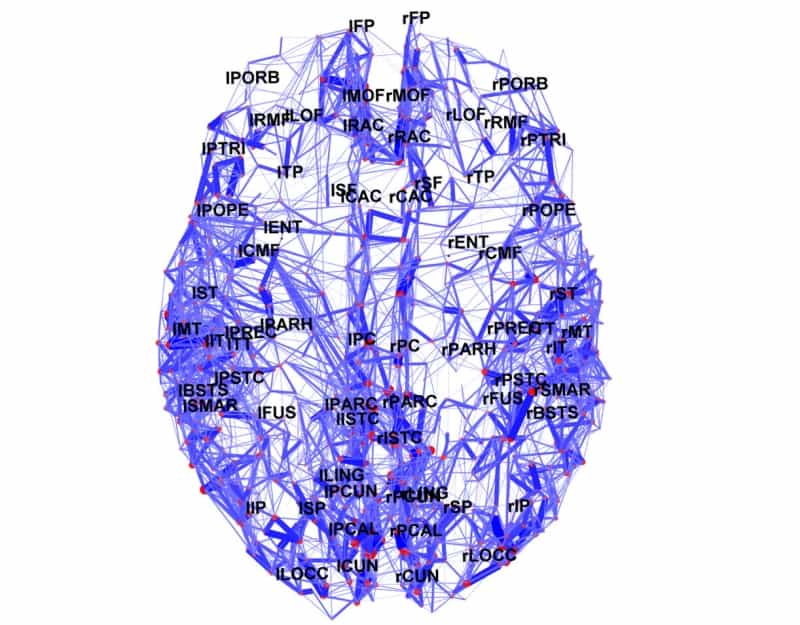 La carte en 3D montre les connexions entre les régions connues du cortex cérébral humain. © Courtesy of Indiana University