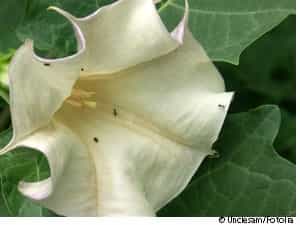 La discrète Datura stramonium, ou stramoine, est une solanacée commune mais très toxique. © Unclesam / Fotolia