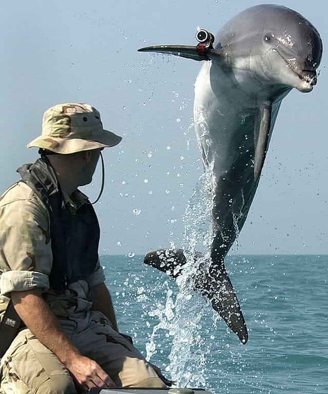 L'Homme aussi a malheureusement tenté d'apprendre aux dauphins à utiliser ses outils, comme ici, lors d’entraînements au déminage par les militaires de l'U.S Navy. © U.S. Navy-www.navy.mil-DP