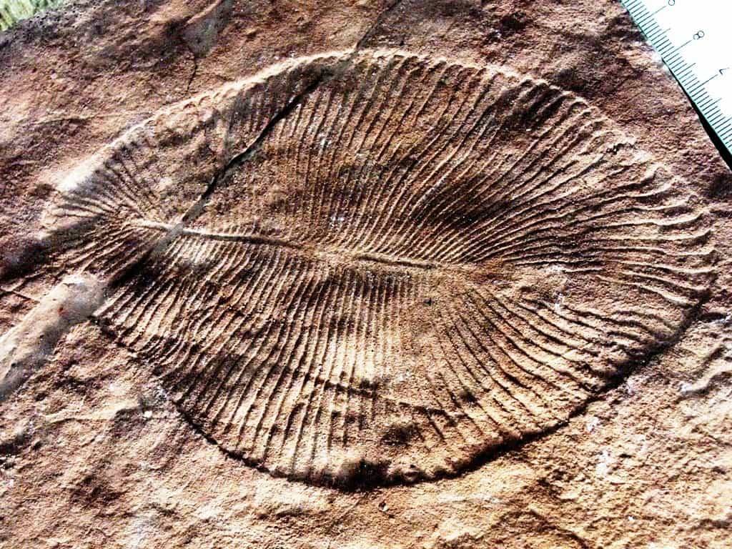 La faune de l'Édiacarien (autrefois appelée faune vendienne) est constituée d'organismes énigmatiques en forme de feuille ou de tube. L'Édiacarien (-630 à -542 millions d'années) est la dernière période géologique de l'ère protérozoïque. Elle doit son nom aux collines Ediacara, situées à 650 km au nord d'Adélaïde, en Australie. Les fossiles de ces organismes ont été découverts dans le monde entier et représentent les premiers organismes multicellulaires complexes connus. On voit ici un exemplaire fossile de Dickinsonia costata. © Verisimilus, Wikimedia Commons, cc by 2.5