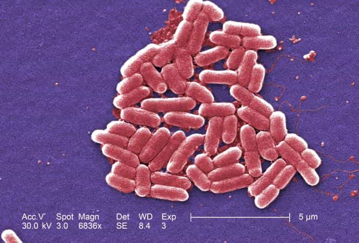 Escherichia coli, ici à l'image,&nbsp;est la bactérie la&nbsp;plus célèbre de la flore intestinale. On trouve aussi des dizaines d'autres espèces qui profitent de notre système digestif pour se développer. En contrepartie, elles régulent nos taux de sérotonine, qui contribuent au bien-être !&nbsp;© Janice Haney Carr, CDC, DP