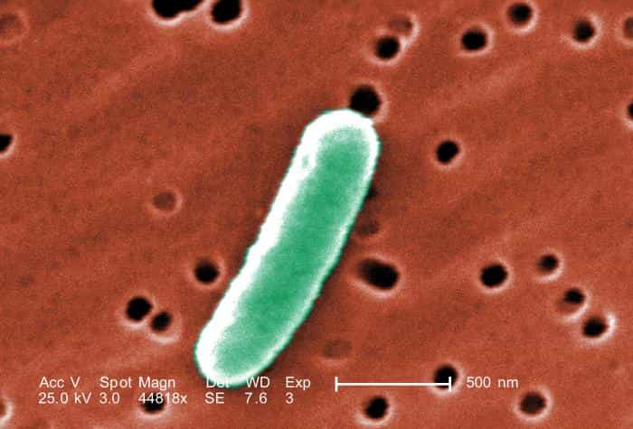 La bactérie E. coli&nbsp;est depuis longtemps exploitée par la recherche scientifique. Pour cette expérience, elle ne fait que fournir des gènes à une autre bactérie intestinale, Pantoea agglomerans, afin de se débarrasser du paludisme.&nbsp;© Janice Haney Carr, CDC, DP