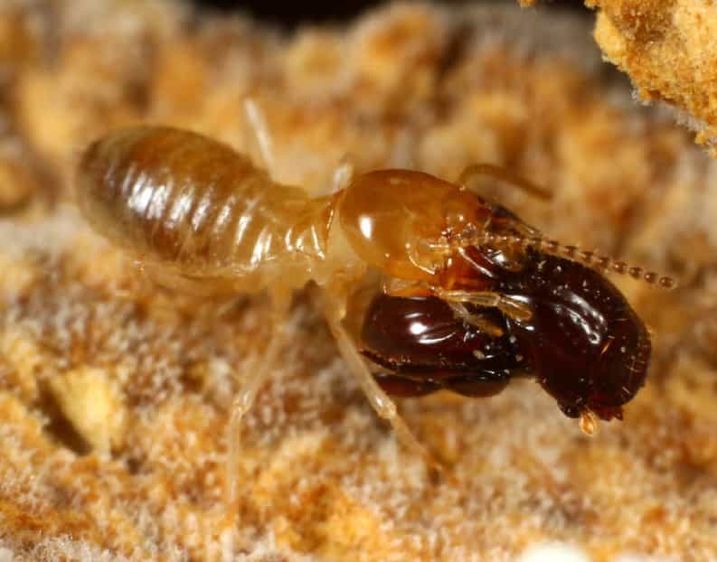 Ce termite Macrotermes gilvus transporte un petit scarabée Eocorythoderus incredibilis entre ses mandibules. Pour l'aider, le coléoptère a acquis une poignée dans le dos. Cet insecte appartient au groupe des Corythoderini dont tous les membres vivent en association avec des termites. © Maruyama 2012, Zootaxa